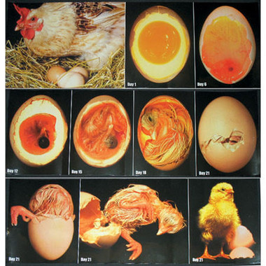 Embryology, Color Photo Poster Set