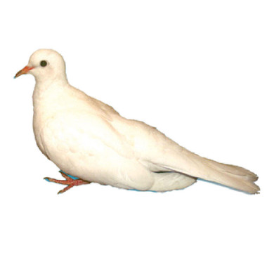 Miniature Ringneck Doves