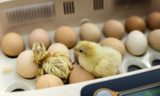 How Does a Chicken Incubator Work?