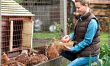 Tips for Building Your Own Chicken Coop