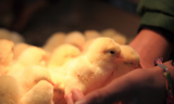 How to Care for Baby Chicks, Ducks, & Geese